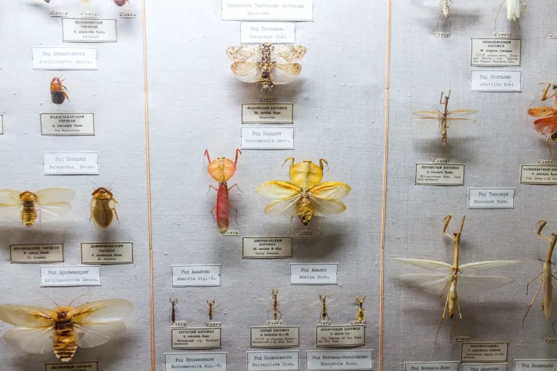 Dust, Data, and Discovery: The Race to Digitise Britain's Natural History Collections